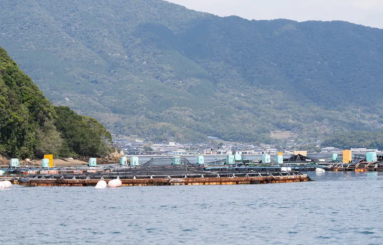 山に囲まれた穏やかな海で行う尾上水産の海面養殖