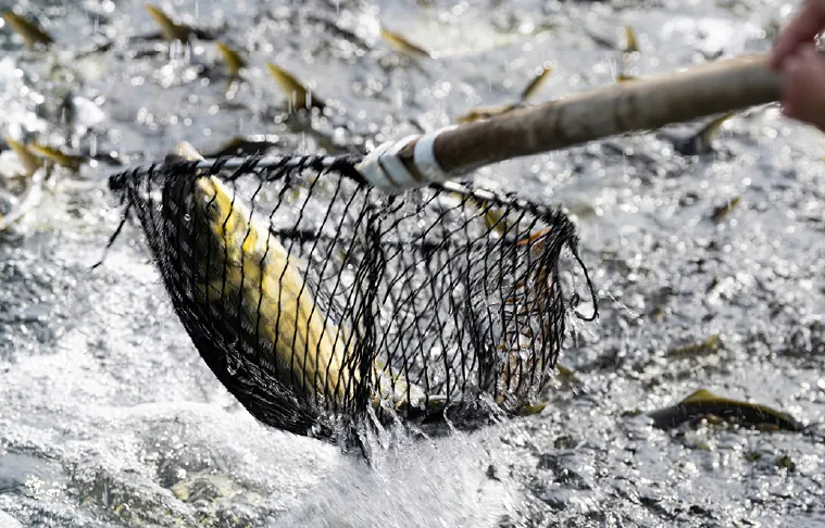 寒暖差のある環境で育つ身の締まった養殖魚