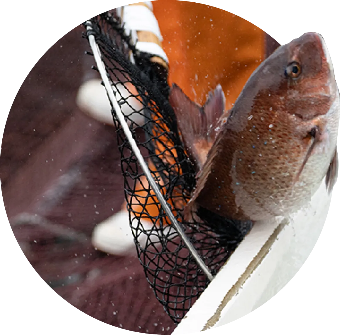 マダイ(秀美鯛)