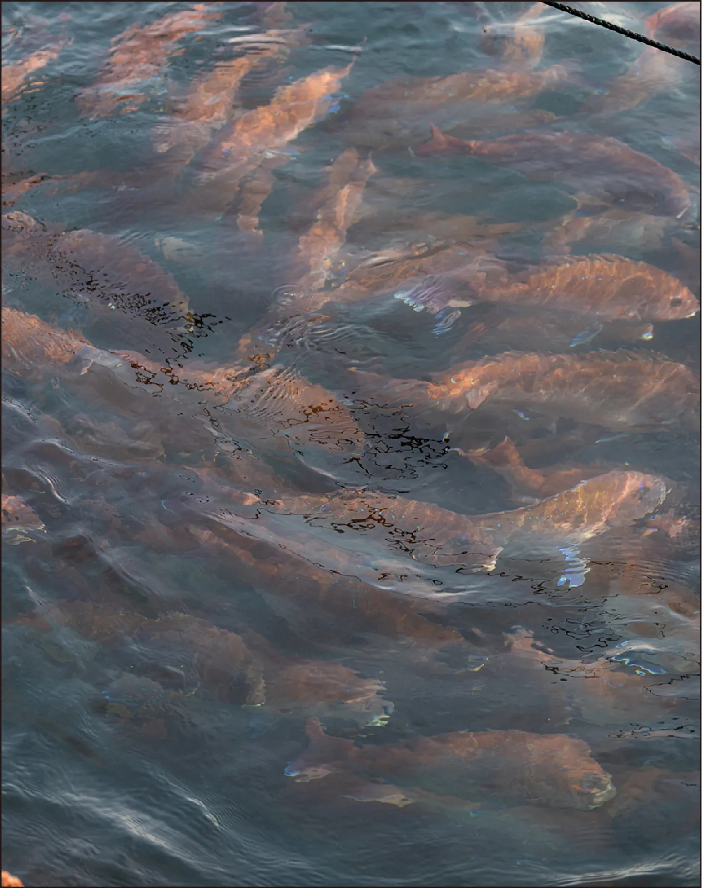 秀美鯛のイメージ